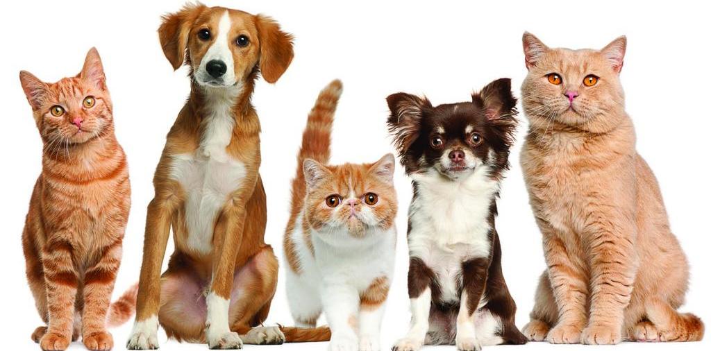 Доска объявлений о животных | ЗооТом - продажа, вязка и услуги для животных в Зверево