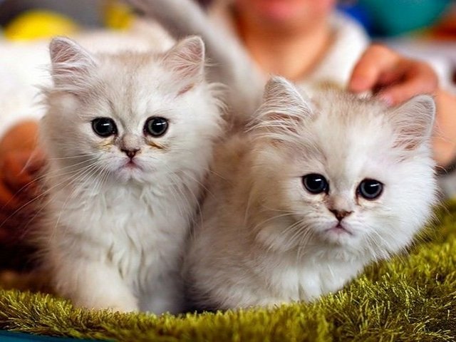 Породы кошек в Зверево | ЗооТом портал о животных