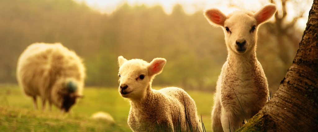 Объявления о сельскохозяйственных животных | ЗооТом - продажа, вязка и услуги для животных в Зверево