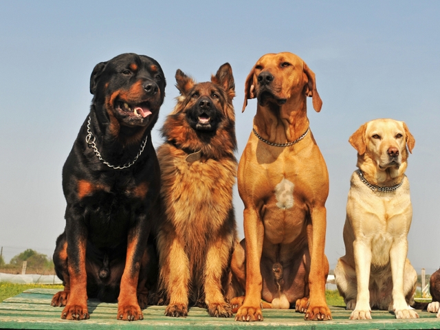 Крупные породы собак в Зверево | ЗооТом портал о животных